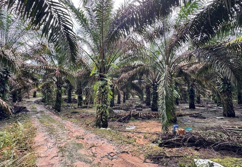 Kluang 8.3 Acres Land