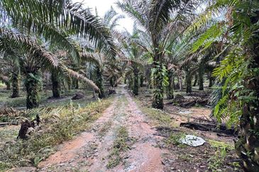 Kluang 8.3 Acres Land