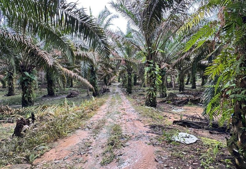 Kluang 8.3 Acres Land