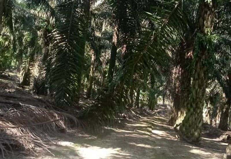 Kulai 2.775 Acres Land
