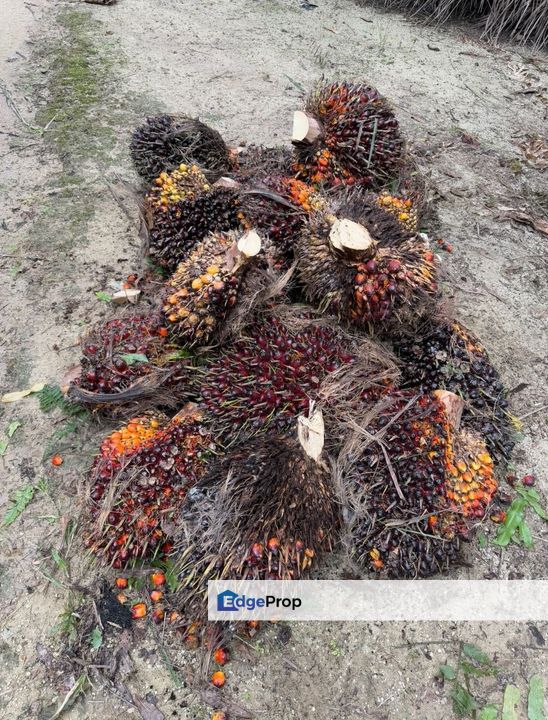 Kluang 66 Acres Land, Johor, Kluang