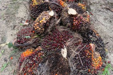 Kluang 66 Acres Land