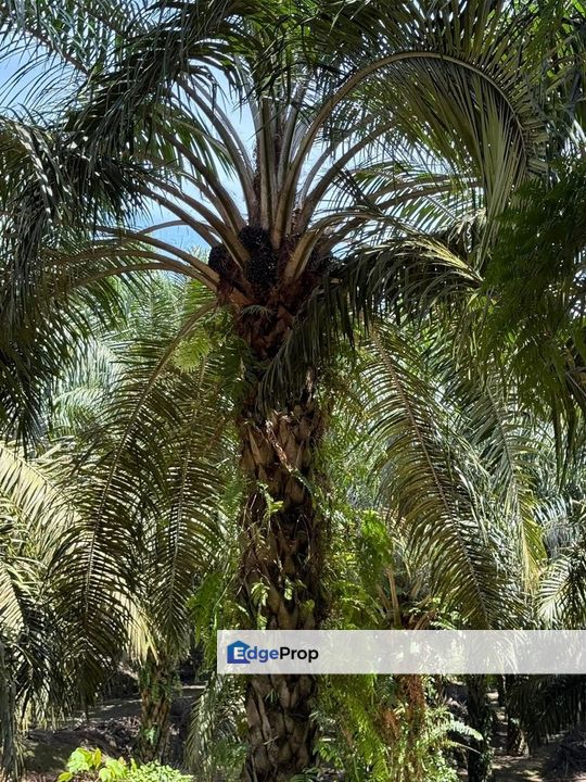 Kluang 66 Acres Land, Johor, Kluang