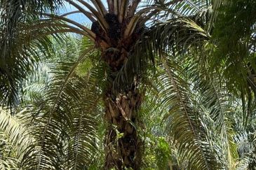 Kluang 66 Acres Land