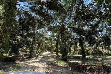 Kluang 66 Acres Land