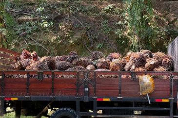 Kluang 66 Acres Land