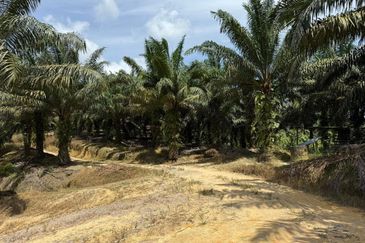 Kluang 66 Acres Land