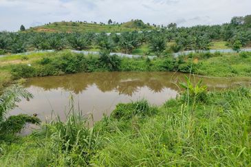 Machap 13+ Acre Land