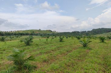 Machap 13+ Acre Land