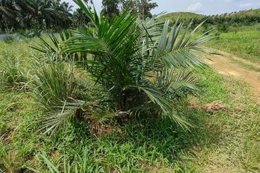 Machap 13+ Acre Land