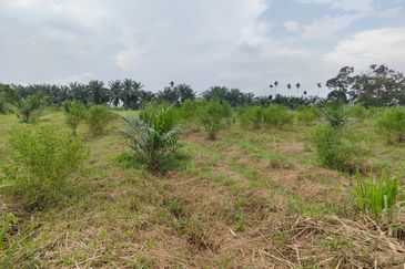 Machap 13+ Acre Land