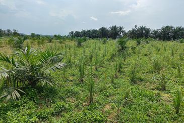 Machap 13+ Acre Land