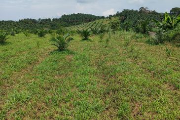 Machap 13+ Acre Land