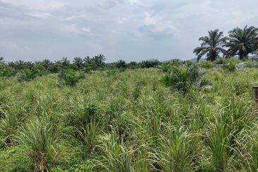 Machap 13+ Acre Land