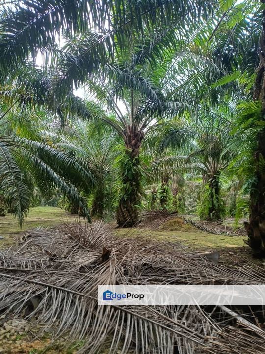 Kluang Paloh 17 Acre Land, Johor, Kluang