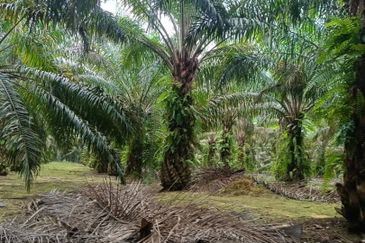 Kluang Paloh 17 Acre Land