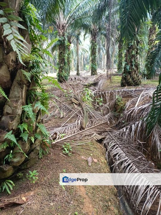 Kluang Paloh 17 Acre Land, Johor, Kluang