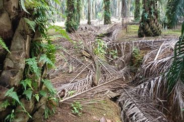 Kluang Paloh 17 Acre Land