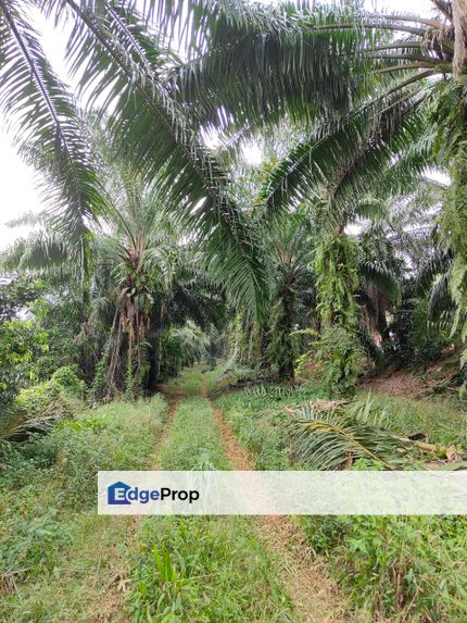 Kota Tinggi 2+- Acre Land, Johor, Kota Tinggi