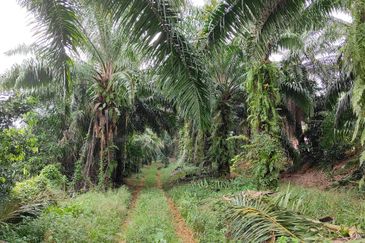 Kota Tinggi 2+- Acre Land