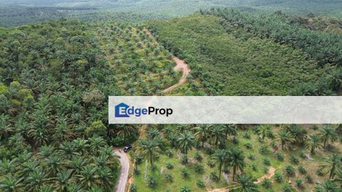 Simpang Renggam 11 Acres Land, Johor, Simpang Renggam