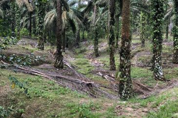 Kahang 10 Acres Land