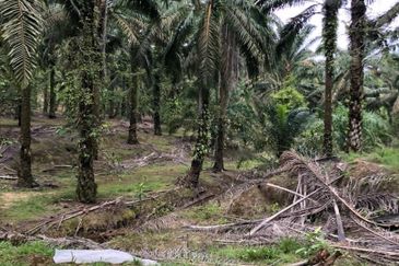 Kahang 10 Acres Land