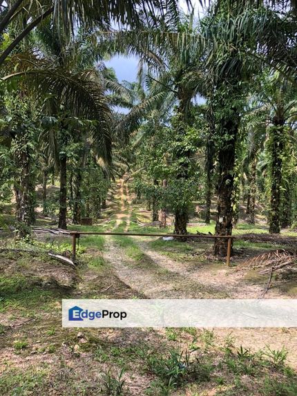 Kahang 10 Acres Land, Johor, Kluang