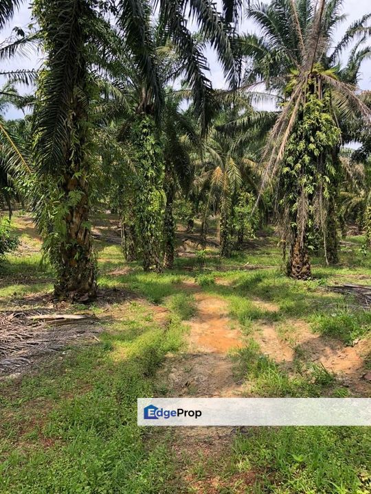 Kahang 10 Acres Land, Johor, Kluang