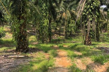 Kahang 10 Acres Land