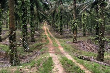 Kahang 10 Acres Land