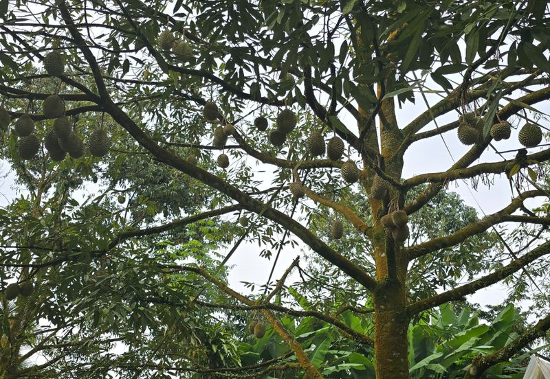 Bukit Batu 1.76 Acres Land