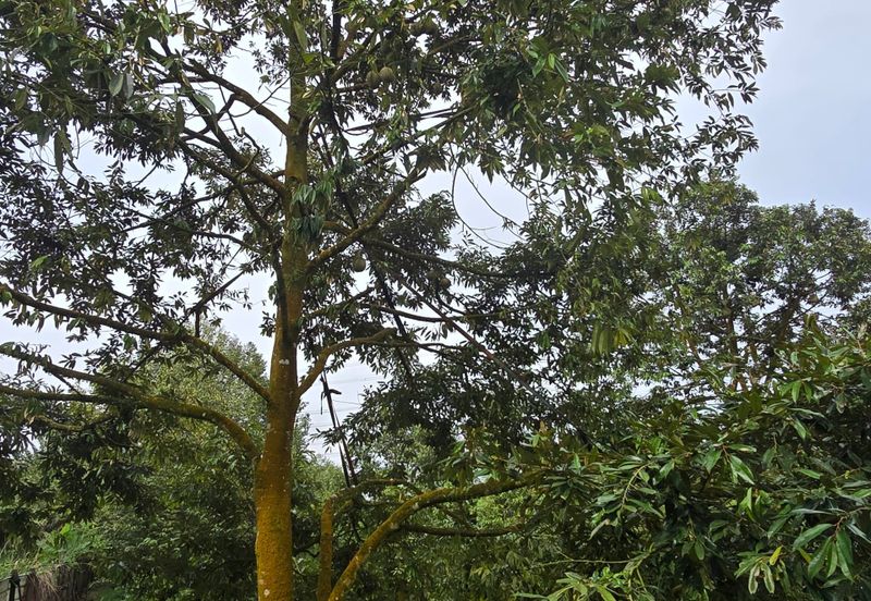 Bukit Batu 1.76 Acres Land