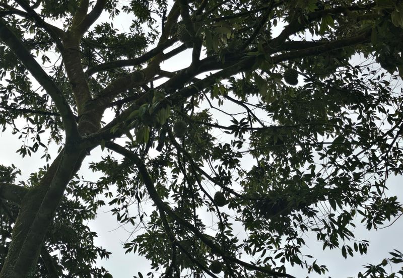 Bukit Batu 1.76 Acres Land