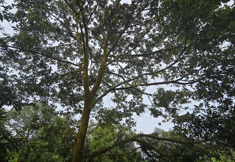 Bukit Batu 1.76 Acres Land