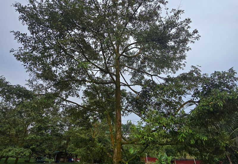 Bukit Batu 1.76 Acres Land