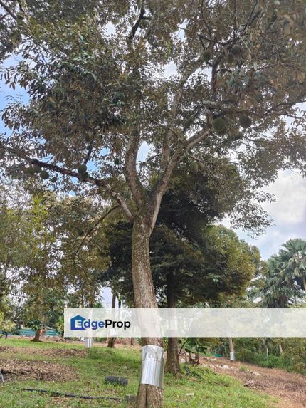 Sedenak 6 Acres Land, Johor, Simpang Renggam