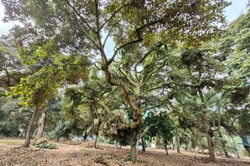 Tangkak 22 Acres Land