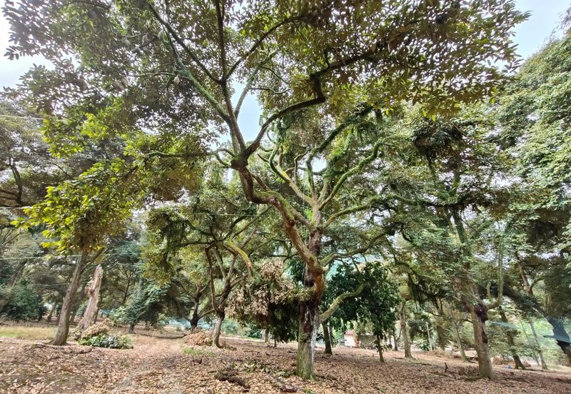 Tangkak 22 Acres Land