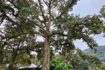 Tangkak 22 Acres Land