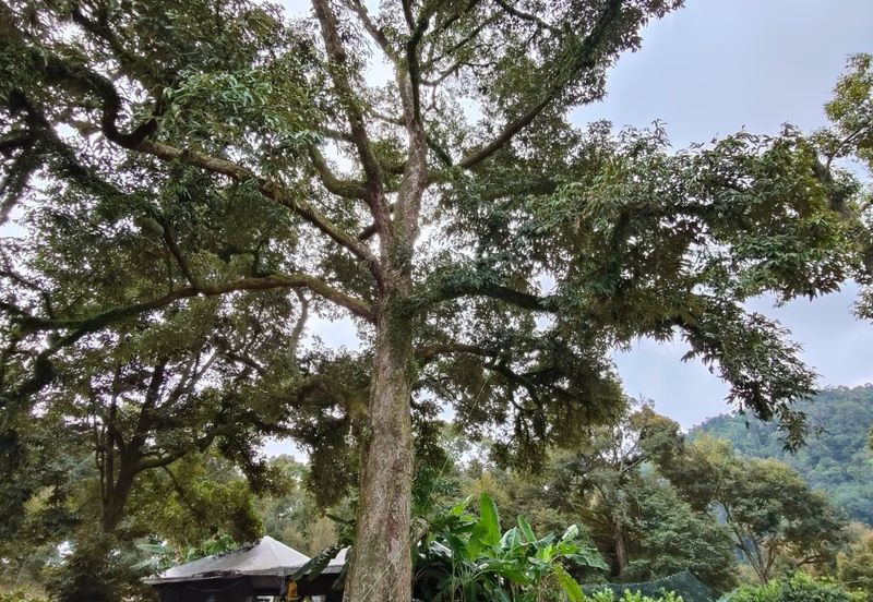 Tangkak 22 Acres Land