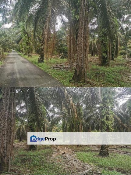 Simpang Renggam 3 Acres Land, Johor, Simpang Renggam