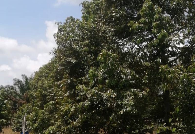 Sedenak 5 Acres Land