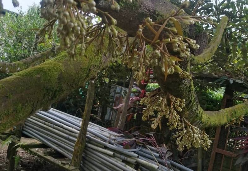 Sedenak 5 Acres Land