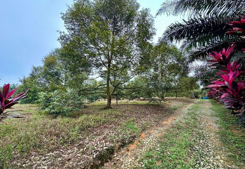 Sedenak 5 Acres Land