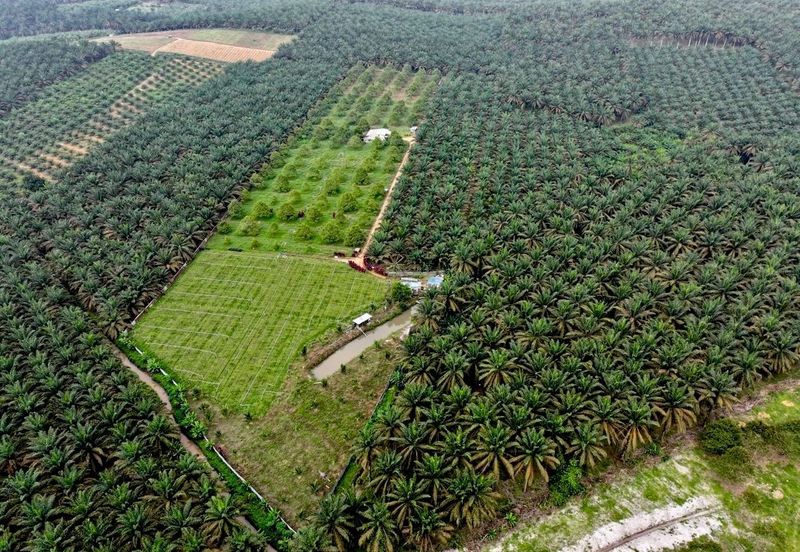 Sedenak 5 Acres Land