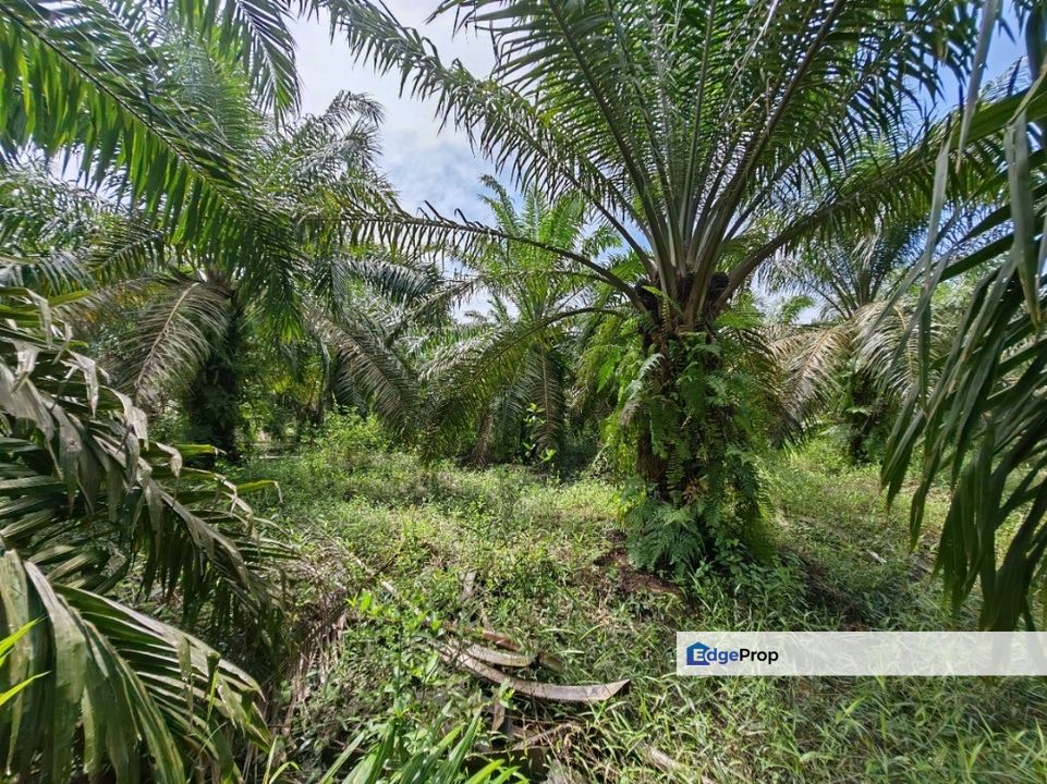 Kota Tinggi 4 Acres Land, Johor, Kota Tinggi