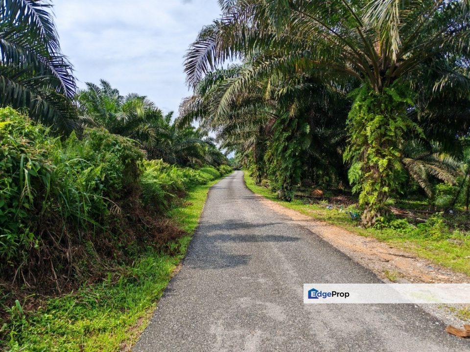 Kota Tinggi 4 Acres Land, Johor, Kota Tinggi