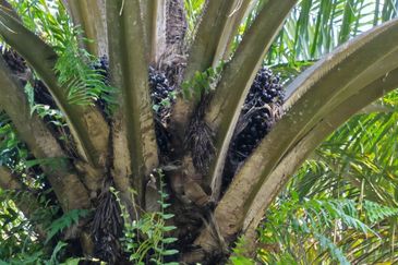 Kota Tinggi 4 Acres Land