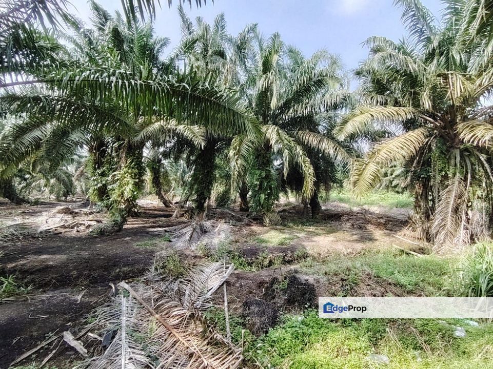 Plentong 10.22 Acres Land, Johor, Plentong